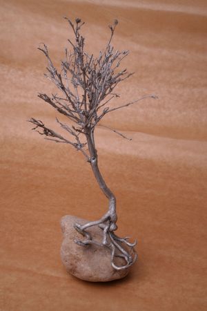 Silver tree grown from a stoneの写真素材