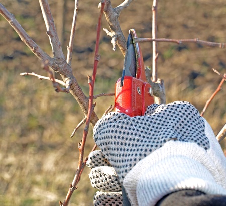 Apple tree work