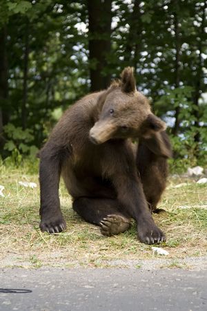 Young wild bear on the grassの写真素材