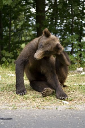Young wild bear on the grassの写真素材