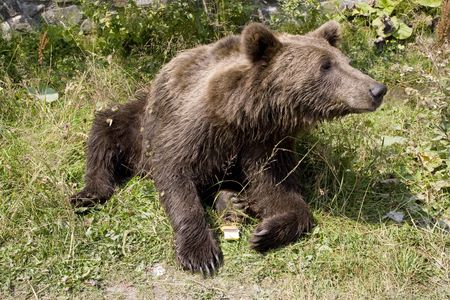 Wild Bear Cooling In Waterの写真素材