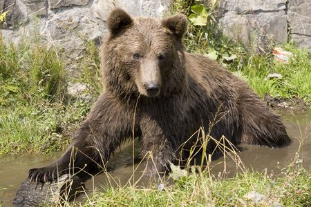 Wild Bear Cooling In Waterの写真素材
