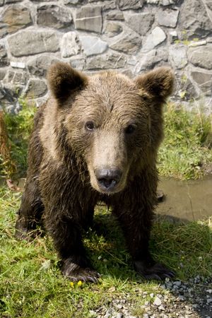 Wild Bear Cooling In Waterの写真素材