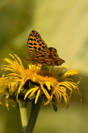 Butterfly Feeding On Yellow Flowerの写真素材
