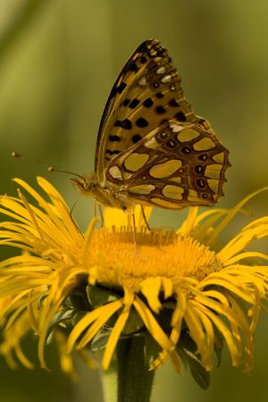 Butterfly Feeding On Yellow Flowerの写真素材