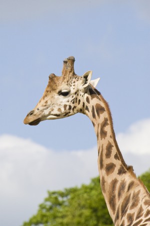 Giraffe Portraitの写真素材
