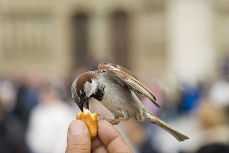 Sparrows being hand fed near Notre Dame de Paris, Franceの写真素材