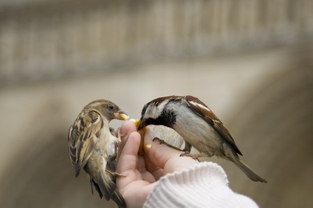 Sparrows being hand fed near Notre Dame de Paris, Franceの写真素材