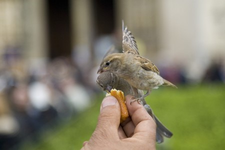 Sparrows being hand fed near Notre Dame de Paris, Franceの写真素材