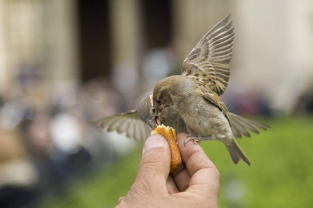 Sparrows being hand fed near Notre Dame de Paris, Franceの写真素材