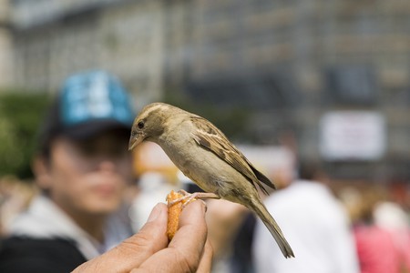 Sparrows being hand fed near Notre Dame de Paris, Franceの写真素材