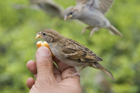 Sparrows being hand fed near Notre Dame de Paris, Franceの写真素材