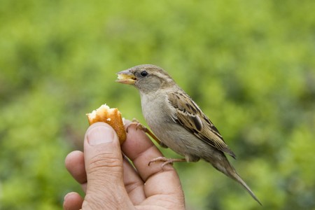 Sparrows being hand fed near Notre Dame de Paris, Franceの写真素材