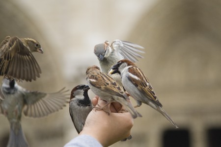 Sparrows being hand fed near Notre Dame de Paris, Franceの写真素材