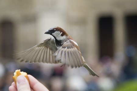 Sparrows being hand fed near Notre Dame de Paris, Franceの写真素材