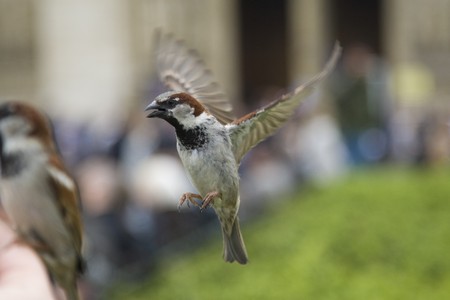 Sparrows being hand fed near Notre Dame de Paris, Franceの写真素材