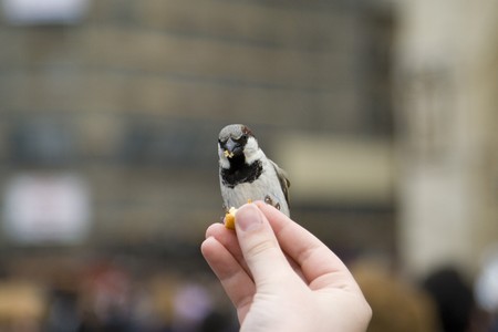 Sparrows being hand fed near Notre Dame de Paris, France