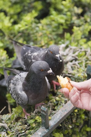 Pigeons near Notre Dame de Paris, Franceの写真素材