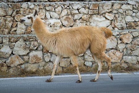 Llamaの写真素材