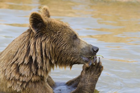 Brown Bear Eating Grapes In the Waterの写真素材