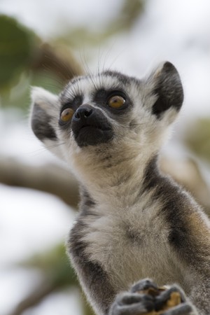 Ring-tailed Lemurの写真素材