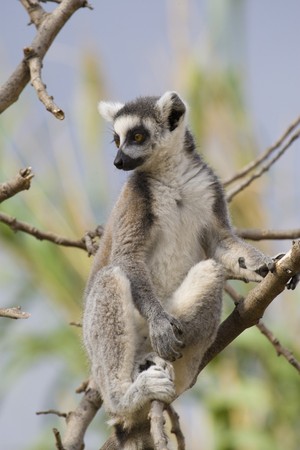 Ring-tailed Lemur