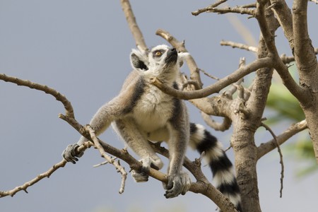 Ring-tailed Lemur