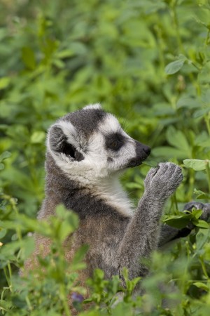Ring-tailed Lemur