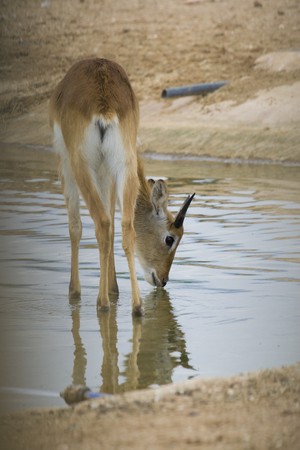 Antelope Portraitの写真素材