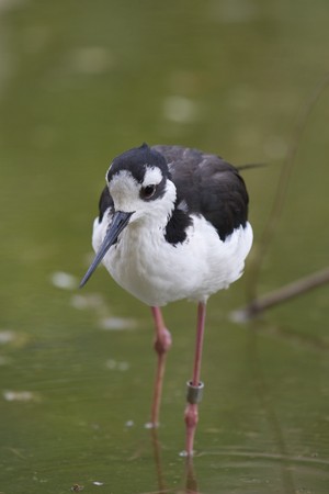 Black Necked Stilt Portraitの写真素材
