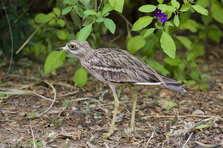 Small Water Bird Portraitの写真素材