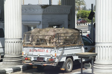 ALEXANDRIA, EGYPT - MAY 30: We take a closer look at Alexandria's city life on MAY 30, 2008, as it's the second-largest city in Egypt, the country's largest seaport and an important tourist resort.のeditorial素材