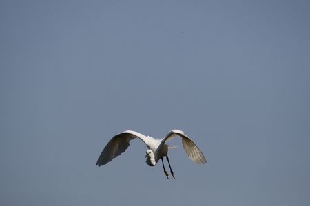 White Egret shot in Aswan Botanical Garden, Egypt
