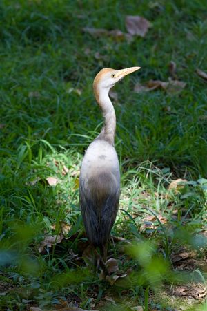 Cattle Egret shot in Aswan Botanical Garden, Egyptの写真素材