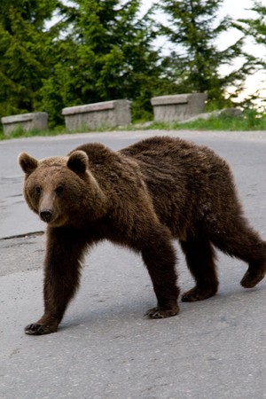 Young wild bear in the forest near Sinaia, Romania. Here bears got used to be fed by tourists and this became a problem both for humans and bears.の写真素材