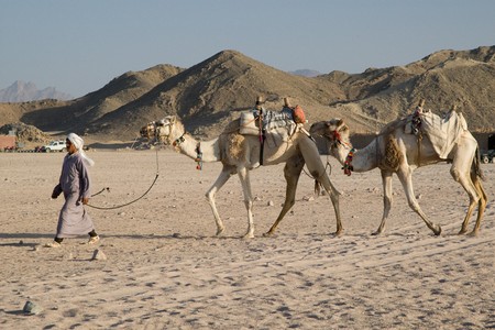 HURGHADA, EGYPT - JUNE 6: We take a closer look at the camels in Sahara Desert, Egypt, on June 6, 2008. Here beduins wait for tourists to take a camel ride so that they can earn some money for their families.のeditorial素材