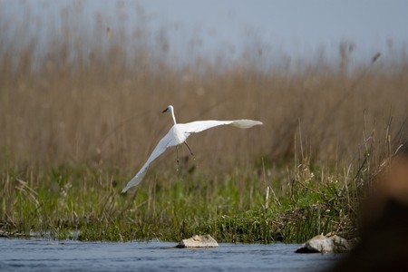 Egret in Danube Delta on a sunny summer dayの写真素材