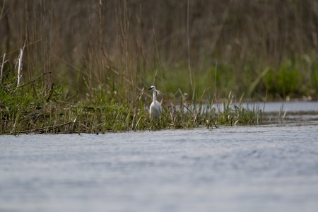 Egret in Danube Delta on a sunny summer dayの写真素材