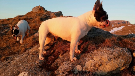 French Bulldog portrait on rocky mountain top on a warm winter day at sunsetの素材