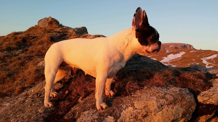 French Bulldog portrait on rocky mountain top on a warm winter day at sunsetの素材