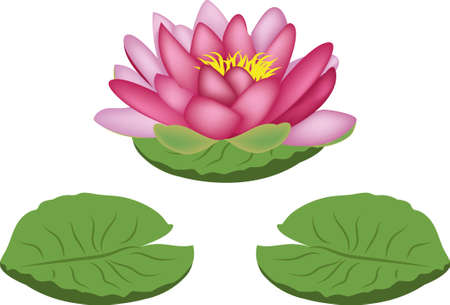 Purple Water Lilyのイラスト素材