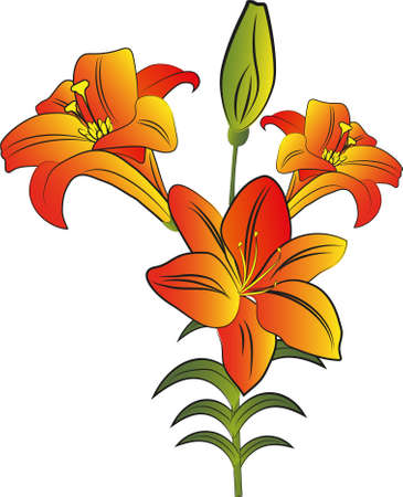 Vector Orange Lilyのイラスト素材