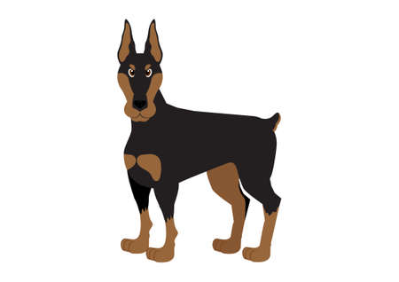 Vector illustration of doberman dog on white backgroundのイラスト素材
