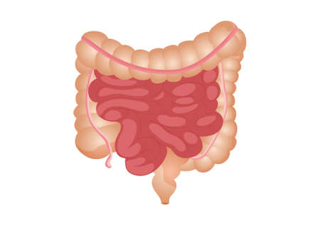 Flat vector illustration of small and large intestine. The human internal organ, the digestive tract. Vector illustration of human intestines isolated on white background.のイラスト素材