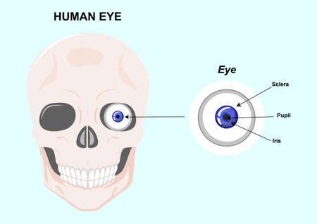 Components of the human eye. Vector Illustration of human eye anatomyのイラスト素材