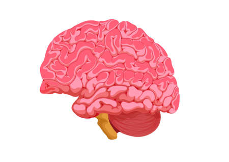 Human Brain illustration isolated on white background. Realistic human brain isolated on white backgroundのイラスト素材