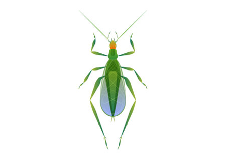 Tree Cricket Vector Art isolated on white backgroundのイラスト素材