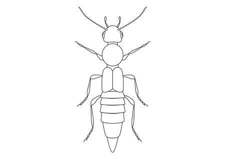 Black and White Paederus Beetle Clipart Vector isolated on White Background. Coloring Page of a Paederus Beetleのイラスト素材