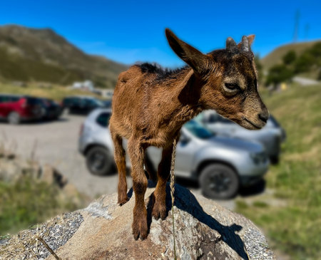 Goat sitting on a stone rockの写真素材