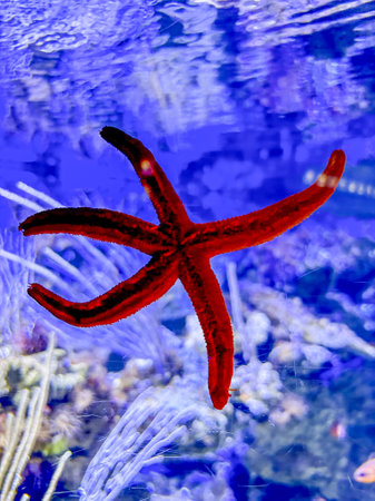 Starfish stuck to the window of an aquariumの写真素材